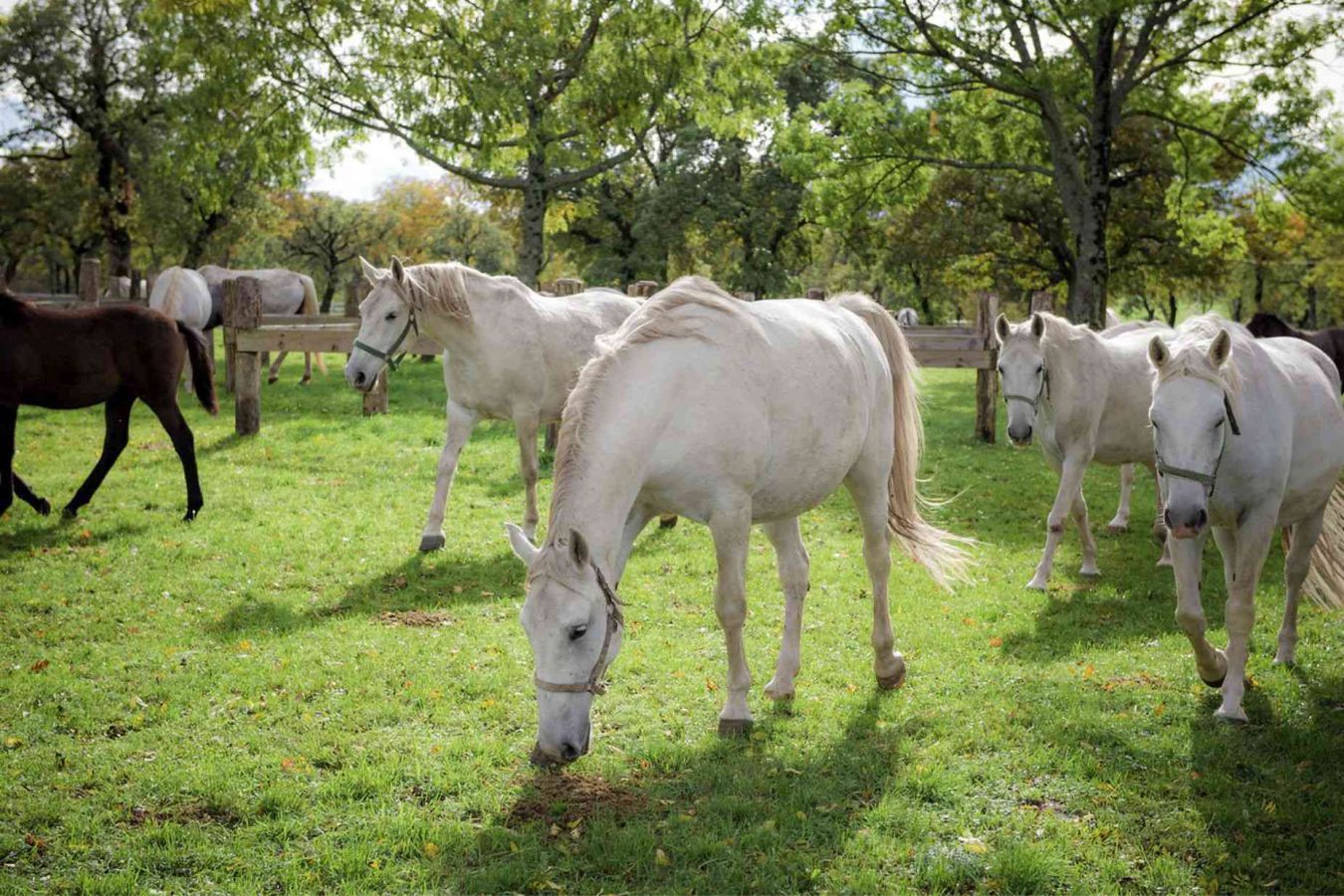 Weiße Pferde auf der Wiese