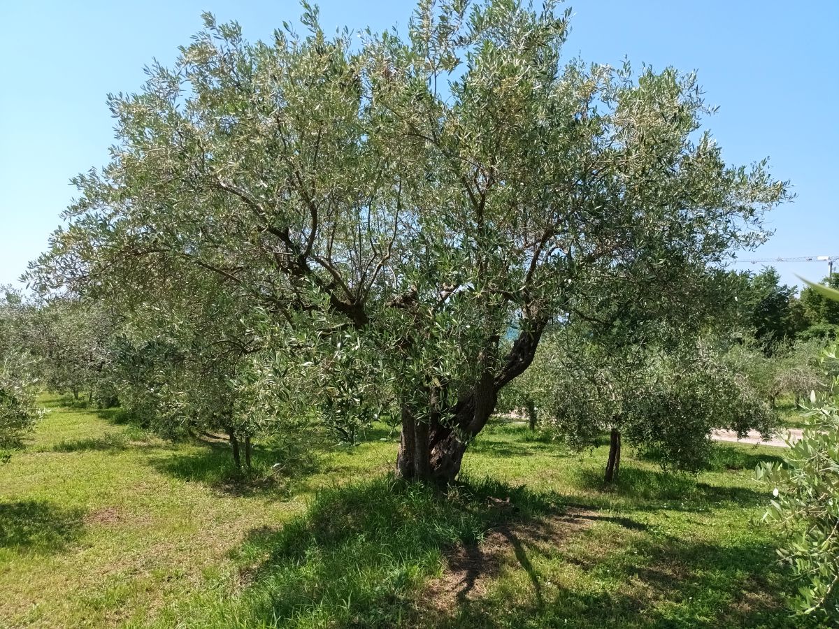 Alberi e arbusti sul prato, il mare sullo sfondo